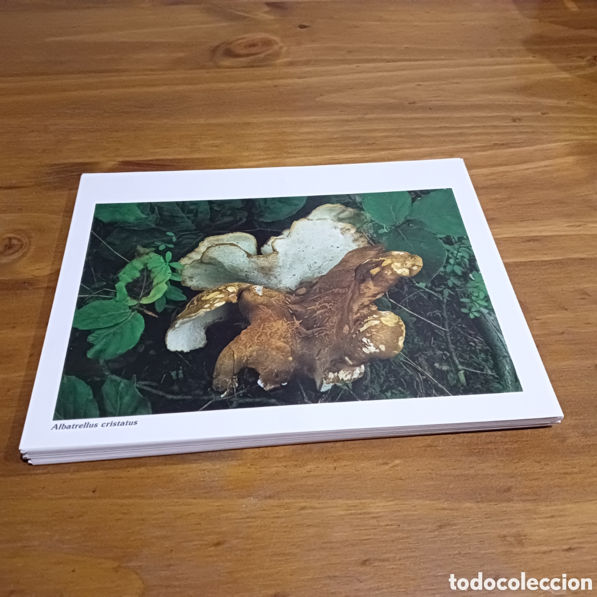 Libros de segunda mano: Bolets de catalunya. - Foto 4
