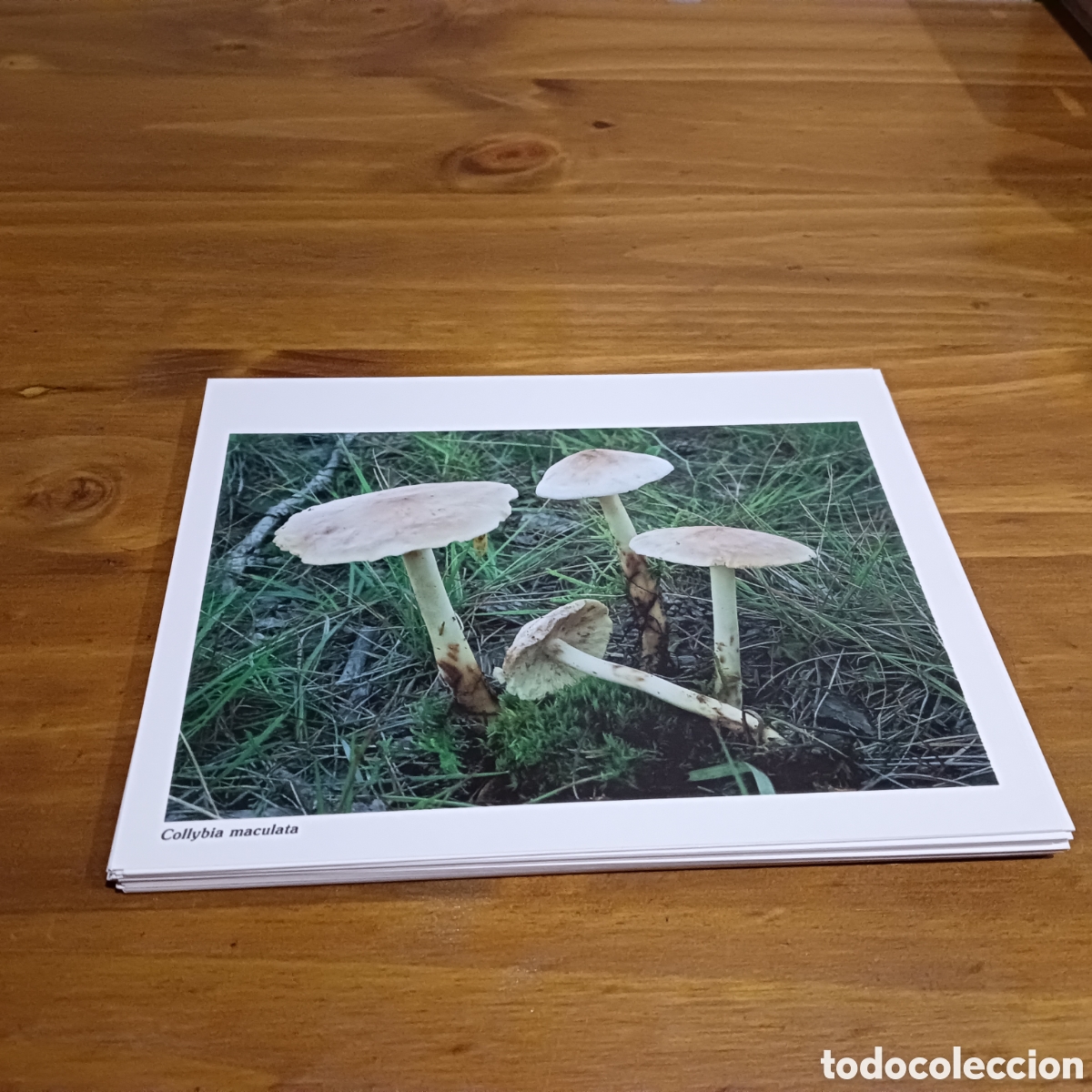 Libros de segunda mano: Bolets de catalunya. - Foto 5