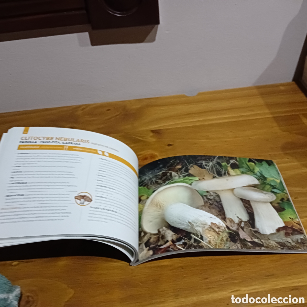 Libros de segunda mano: Setas del pa&iacute;s Vasco - Foto 7