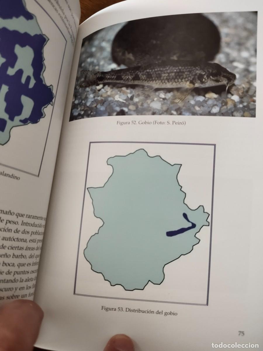 Libros de segunda mano: Los peces de Extremadura. - Foto 5