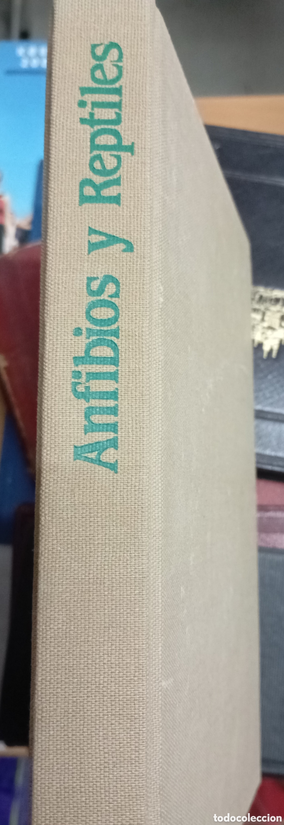 Libros de segunda mano: Anfibios y reptiles -Susaeta - Foto 2