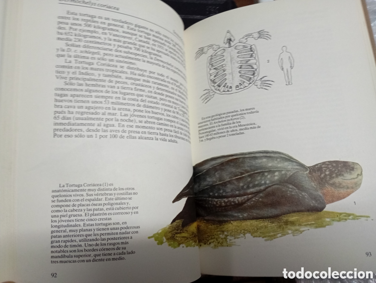 Libros de segunda mano: Anfibios y reptiles -Susaeta - Foto 3