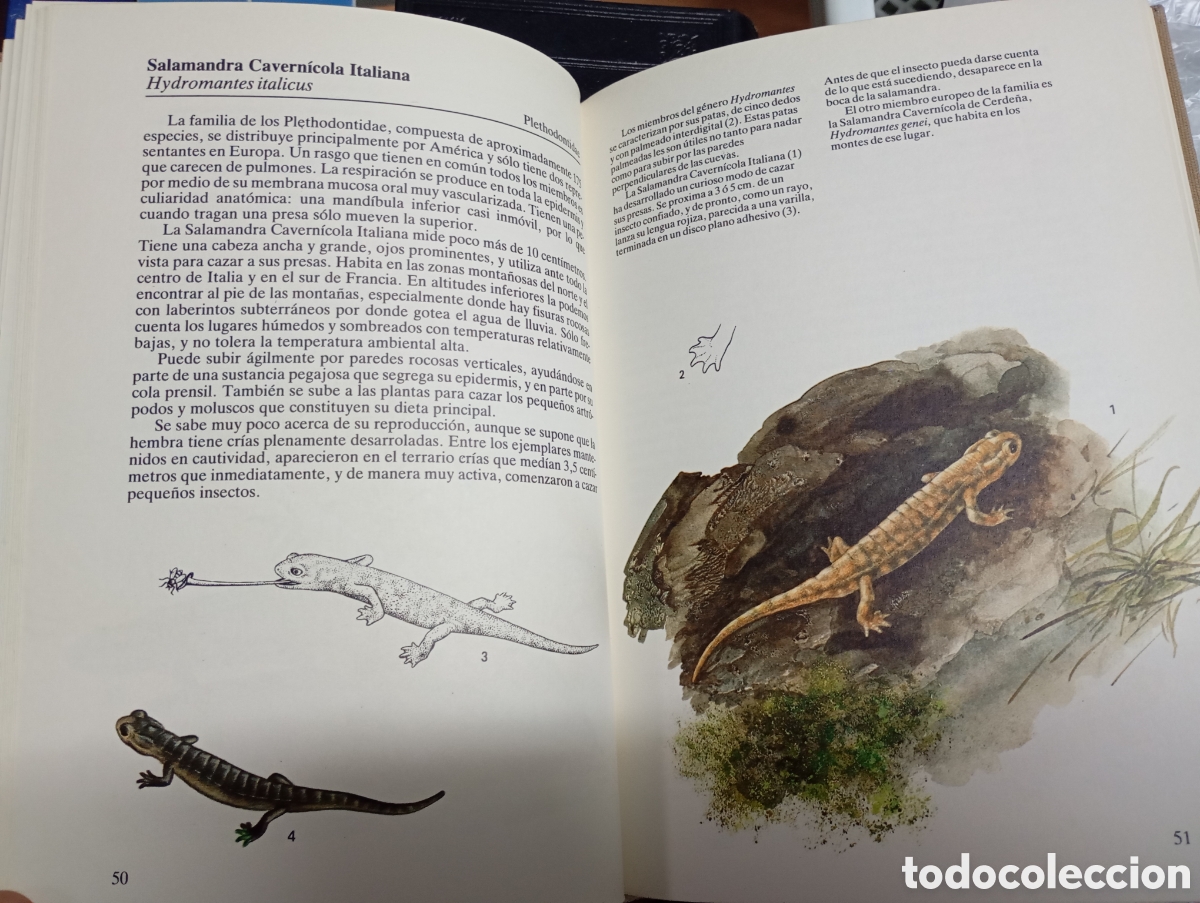 Libros de segunda mano: Anfibios y reptiles -Susaeta - Foto 4