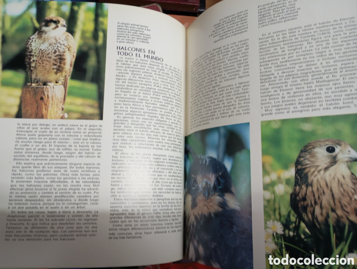 Libros de segunda mano: Zoo Amigo, segundo volumen - Foto 3