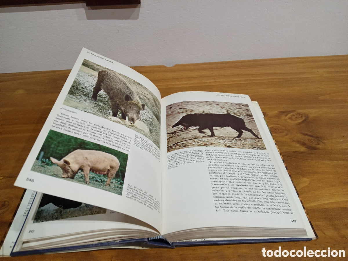 Libros de segunda mano: La evoluci&oacute;n animal tomo II. - Foto 8