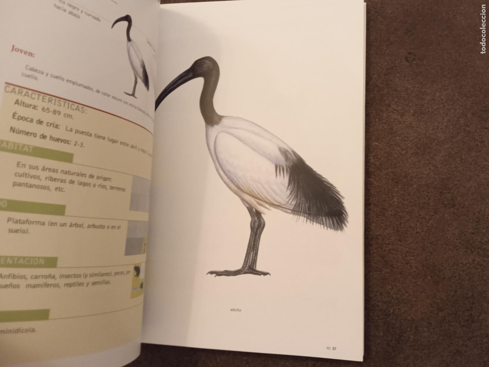 Libros de segunda mano: AVES CANARIAS NIDIFICANTES. TONY SANCHEZ. EDITORIAL RUEDA. - Foto 3