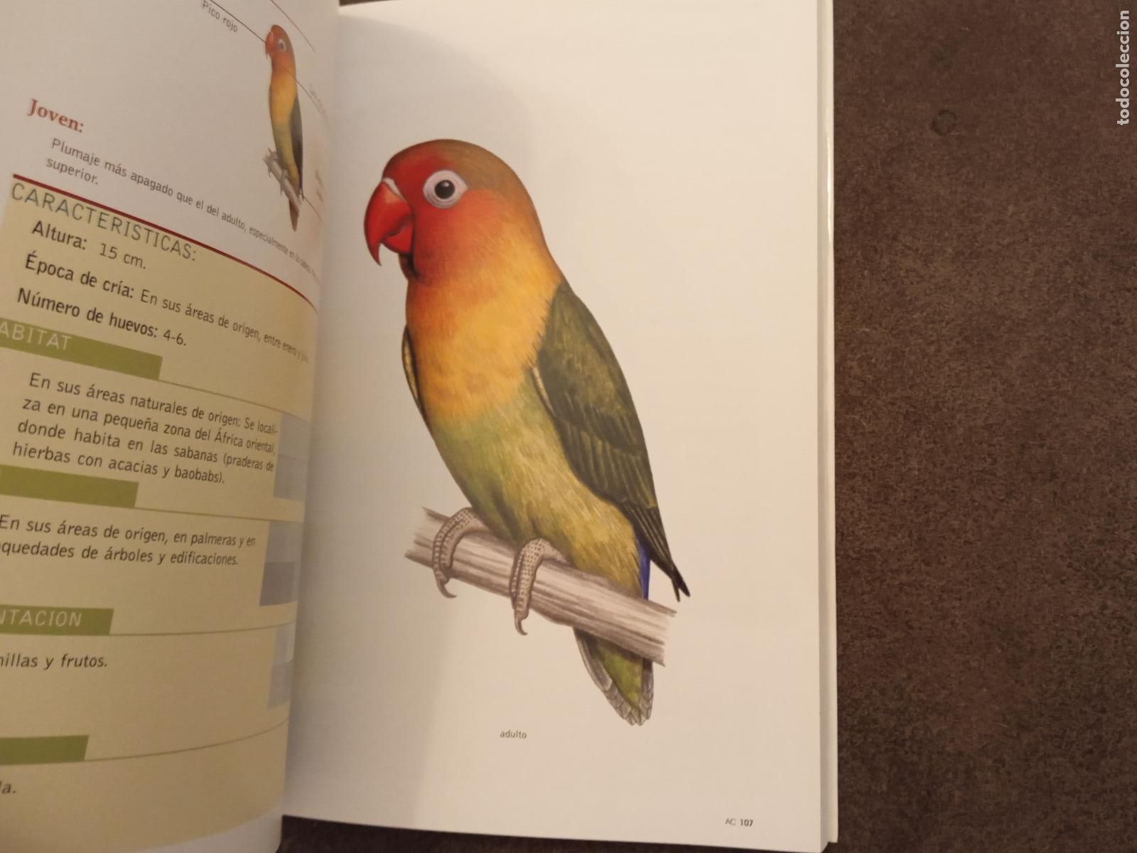 Libros de segunda mano: AVES CANARIAS NIDIFICANTES. TONY SANCHEZ. EDITORIAL RUEDA. - Foto 4