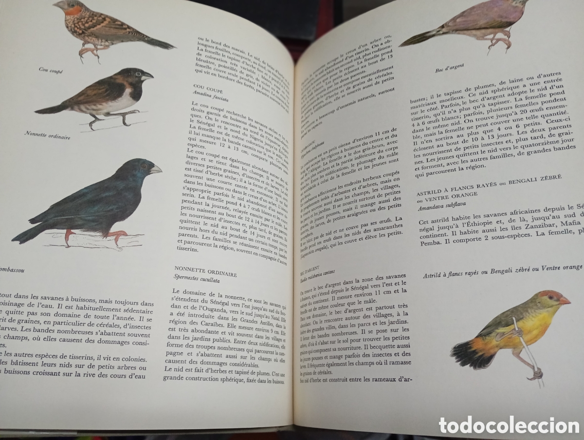 Libros de segunda mano: Jiri Felix, Faune dAfrique - Foto 2