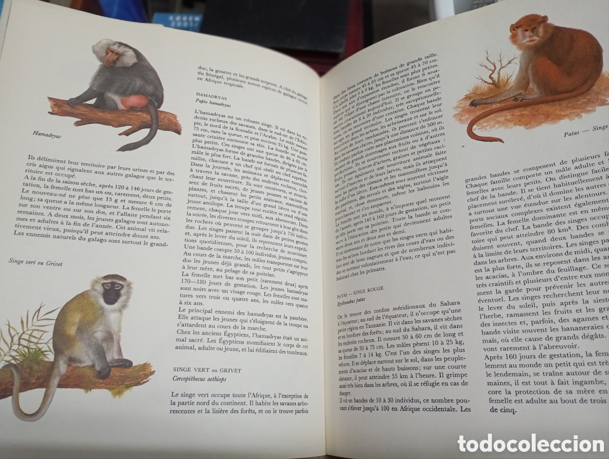 Libros de segunda mano: Jiri Felix, Faune dAfrique - Foto 4