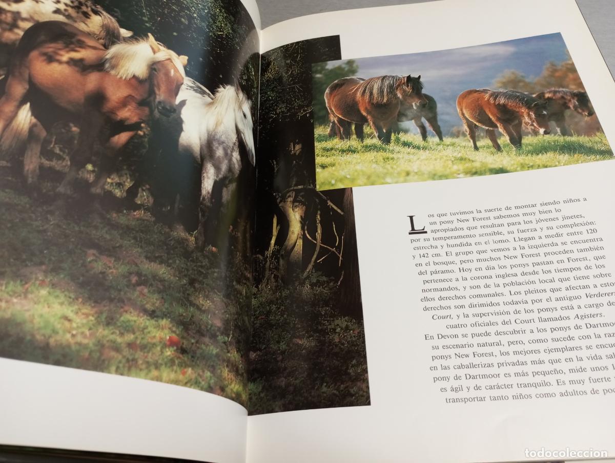 Libros de segunda mano: CABALLOS / MICHAEL CLAYTON / SUSAETA EDICIONES 1991 - Foto 3