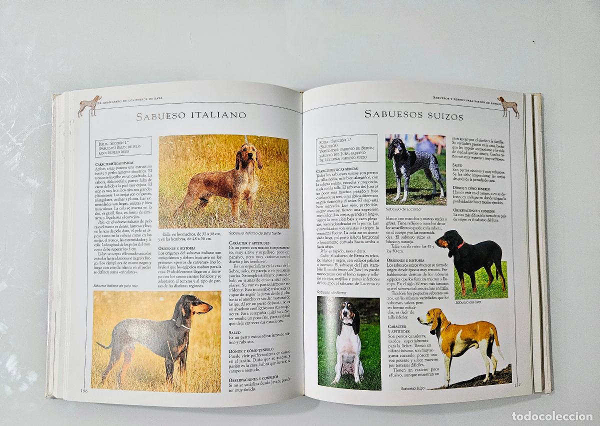 Libros de segunda mano: El gran libro de los perros de raza | Rossi, Valeria | De Vecchi Ediciones. 2001 - Foto 6