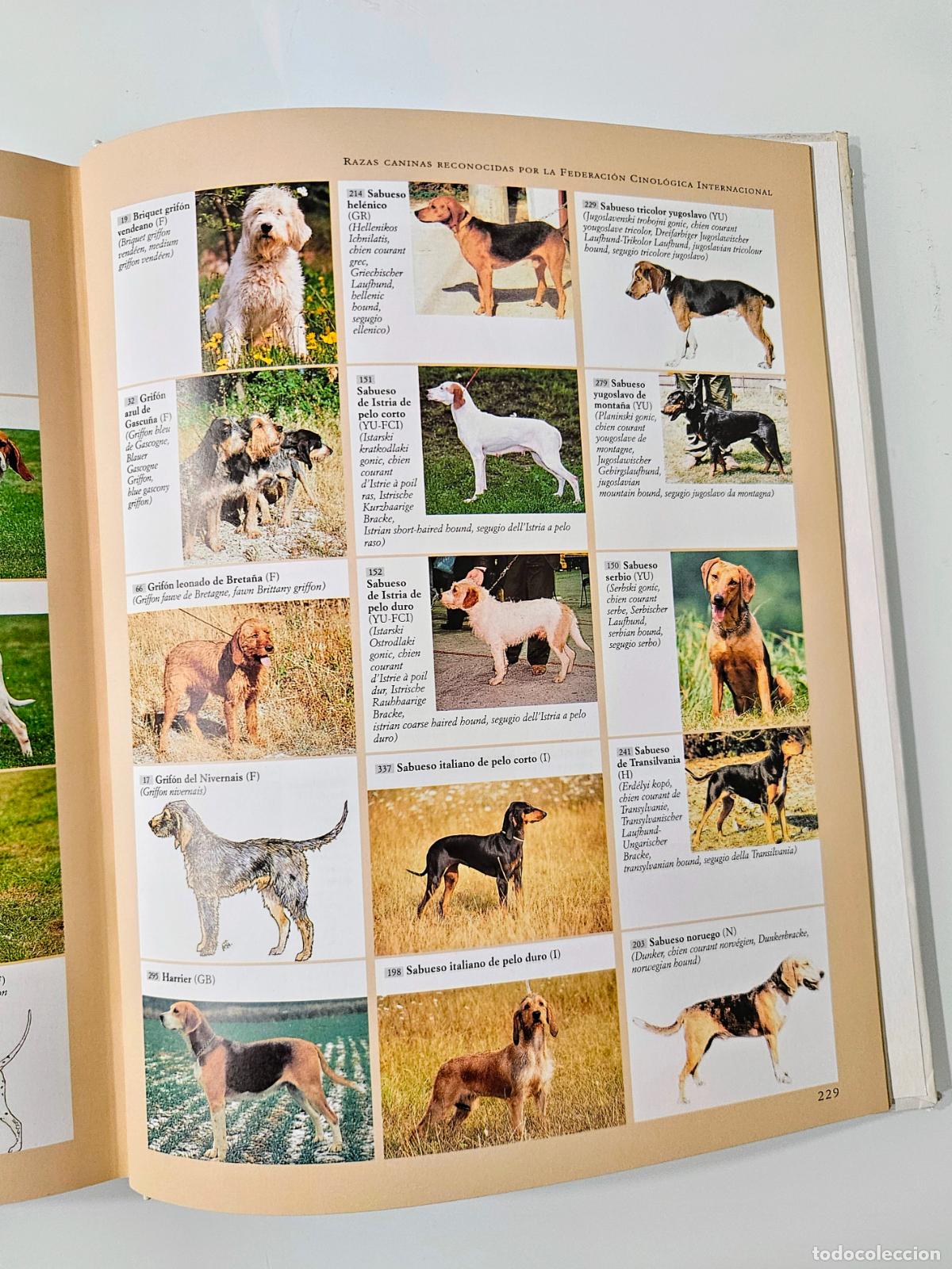 Libros de segunda mano: El gran libro de los perros de raza | Rossi, Valeria | De Vecchi Ediciones. 2001 - Foto 7