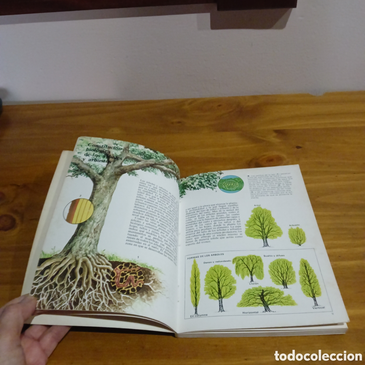 Libros de segunda mano: Arboles y arbustos. Janet Browne y Brian ward. - Foto 4