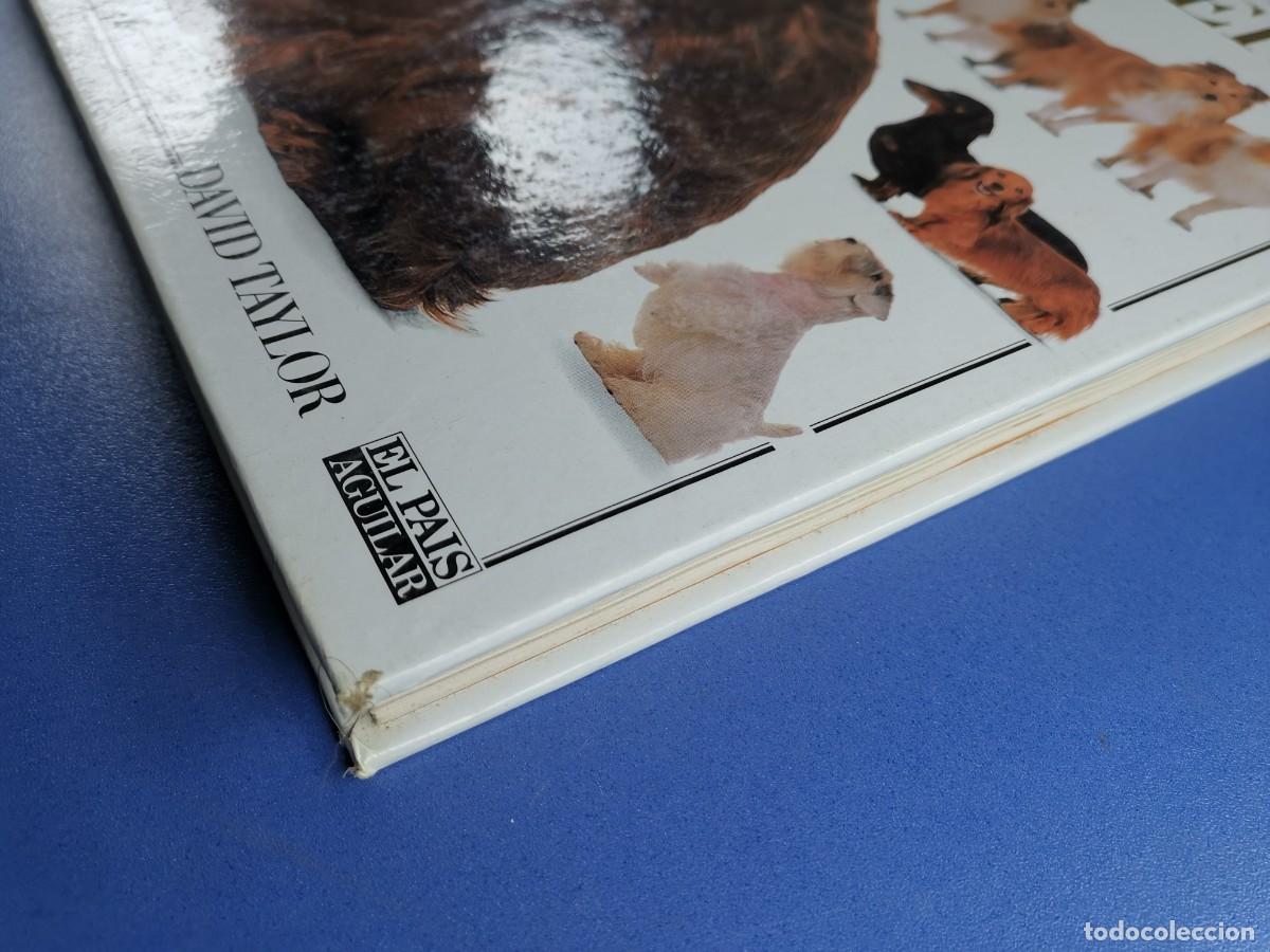 Libros de segunda mano: EL GRAN LIBRO DEL PERRO - DAVID TAYLOR - EL PAIS AGUILAR 1992. - Foto 3
