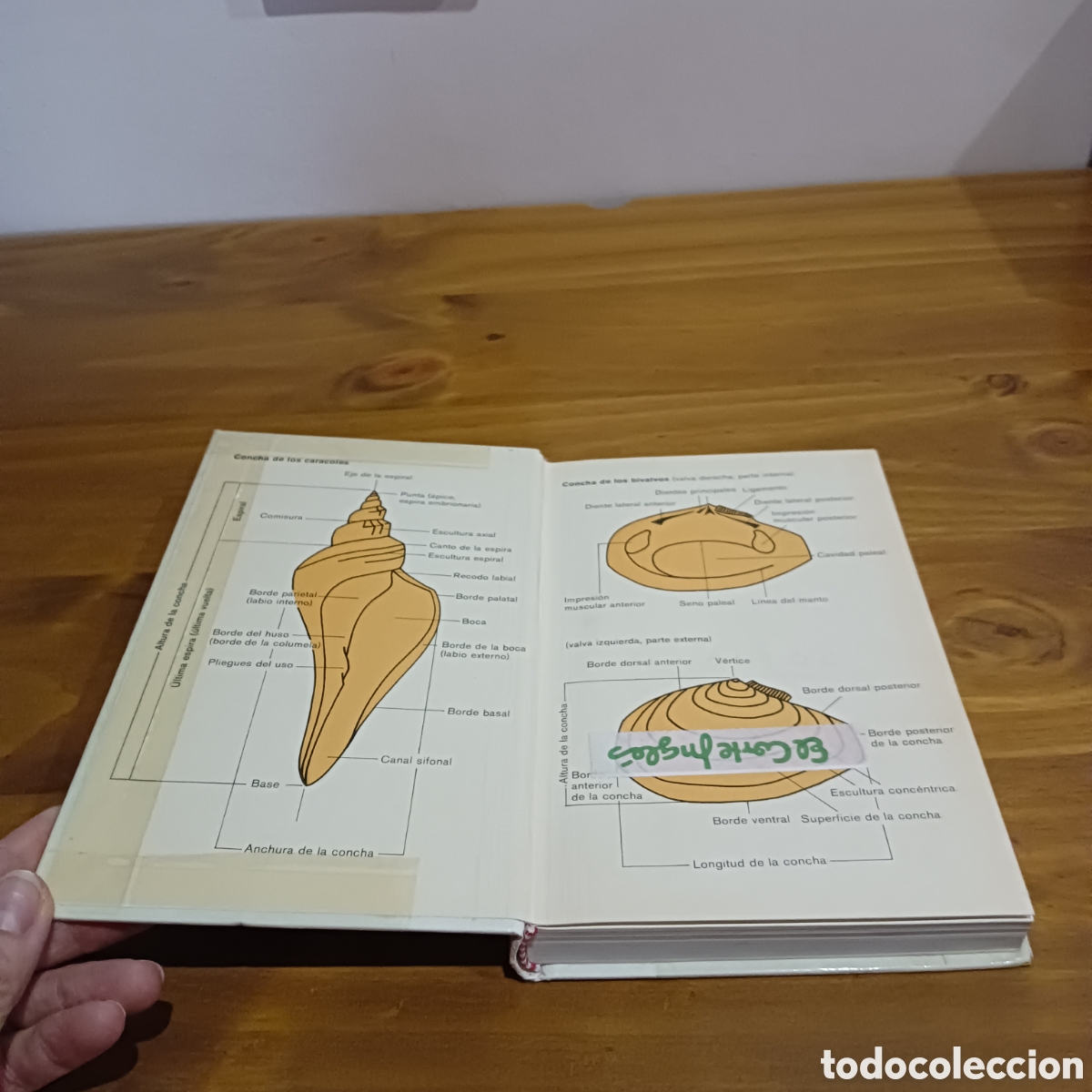 Libros de segunda mano: Moluscos y caracoles de los mares del mundo - Foto 2