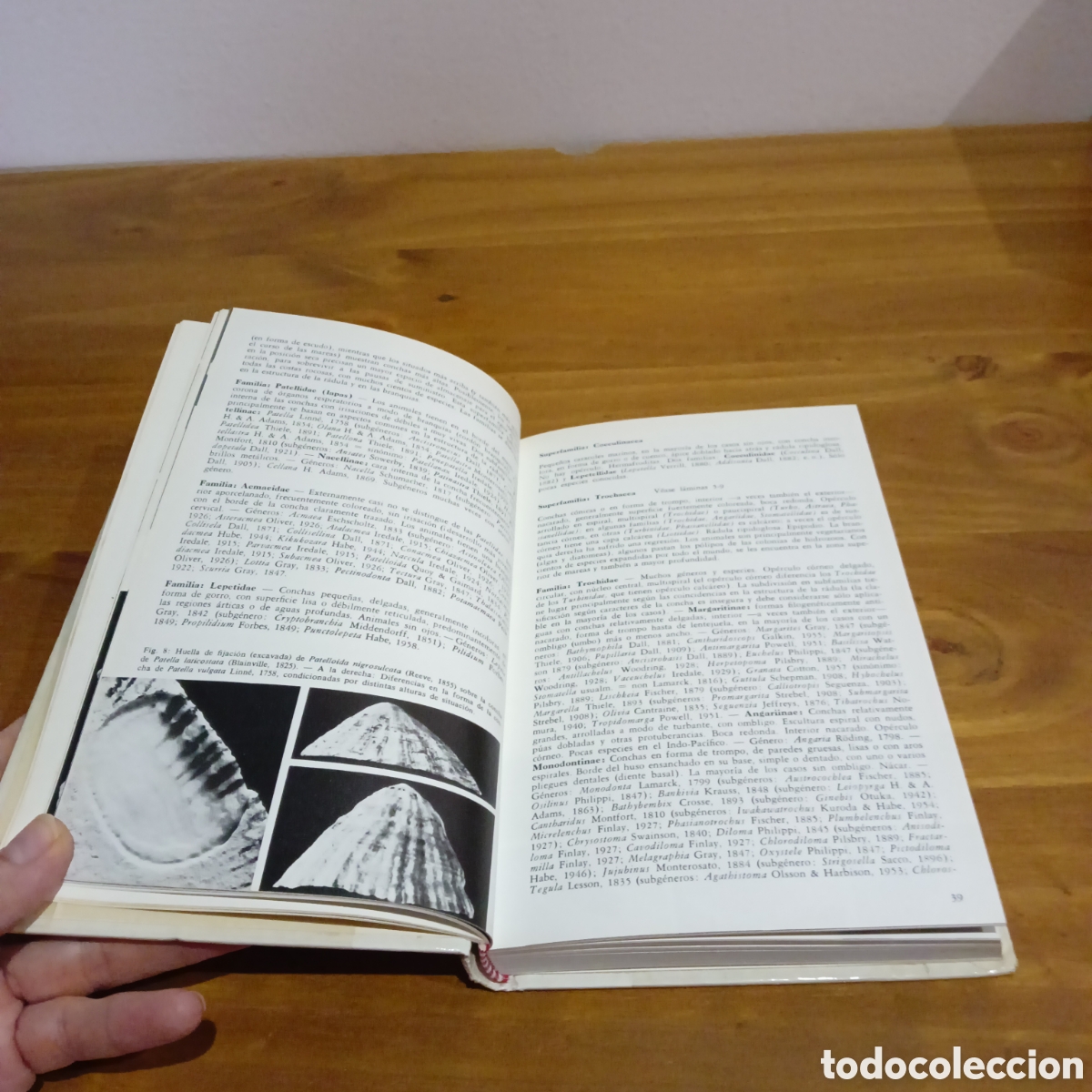 Libros de segunda mano: Moluscos y caracoles de los mares del mundo - Foto 3