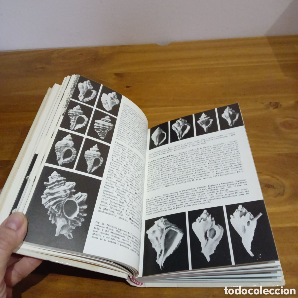 Libros de segunda mano: Moluscos y caracoles de los mares del mundo - Foto 4