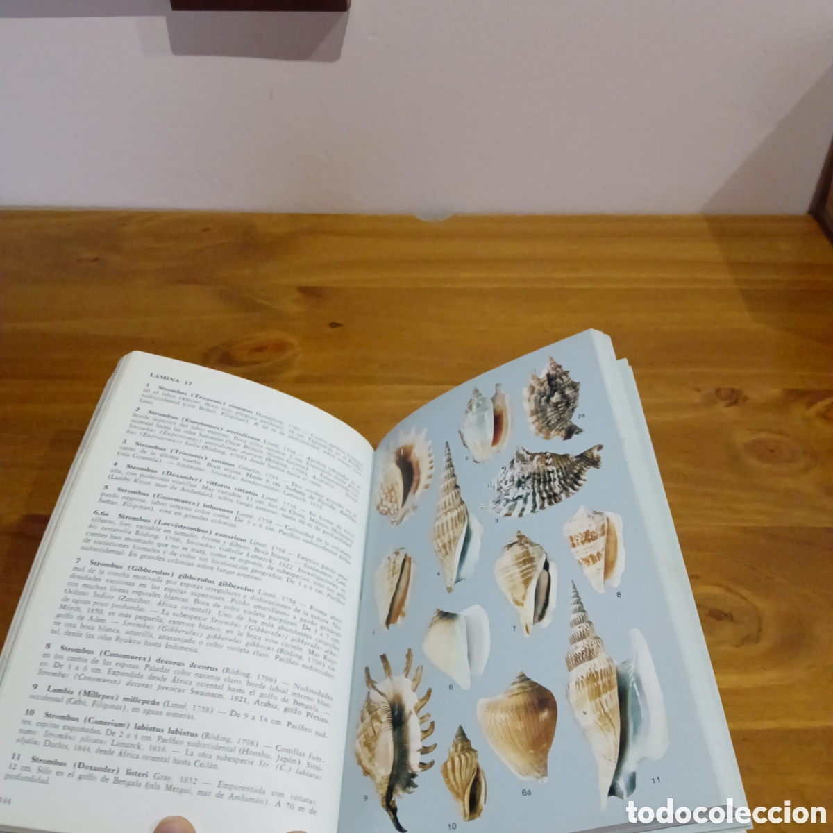 Libros de segunda mano: Moluscos y caracoles de los mares del mundo - Foto 5