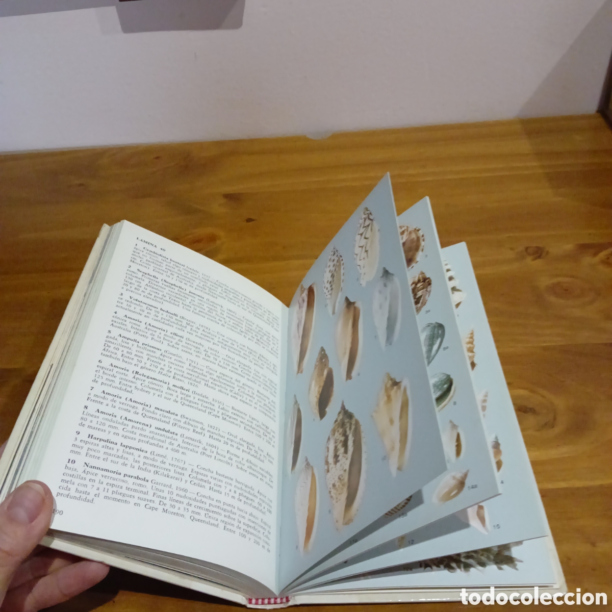 Libros de segunda mano: Moluscos y caracoles de los mares del mundo - Foto 6