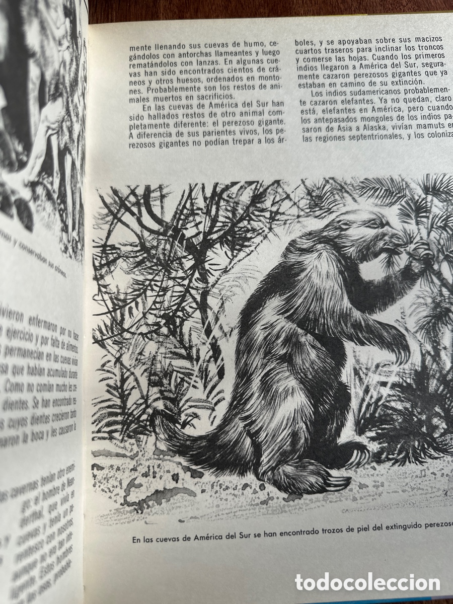 Libros de segunda mano: Como y Por que de los Animales Extinguidos - Foto 2