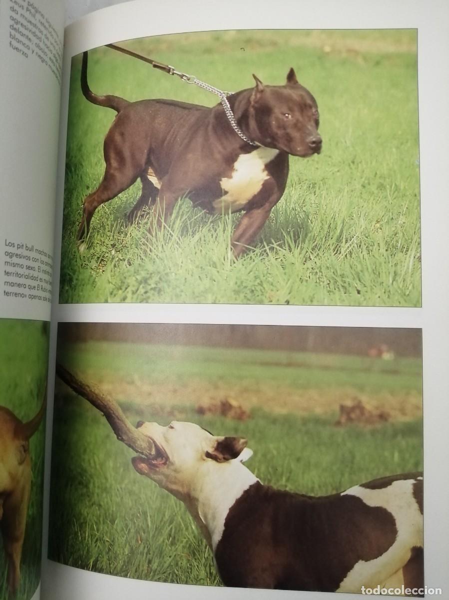 Libros de segunda mano: El Pit Bull (Texto en espa&ntilde;ol) - Foto 5
