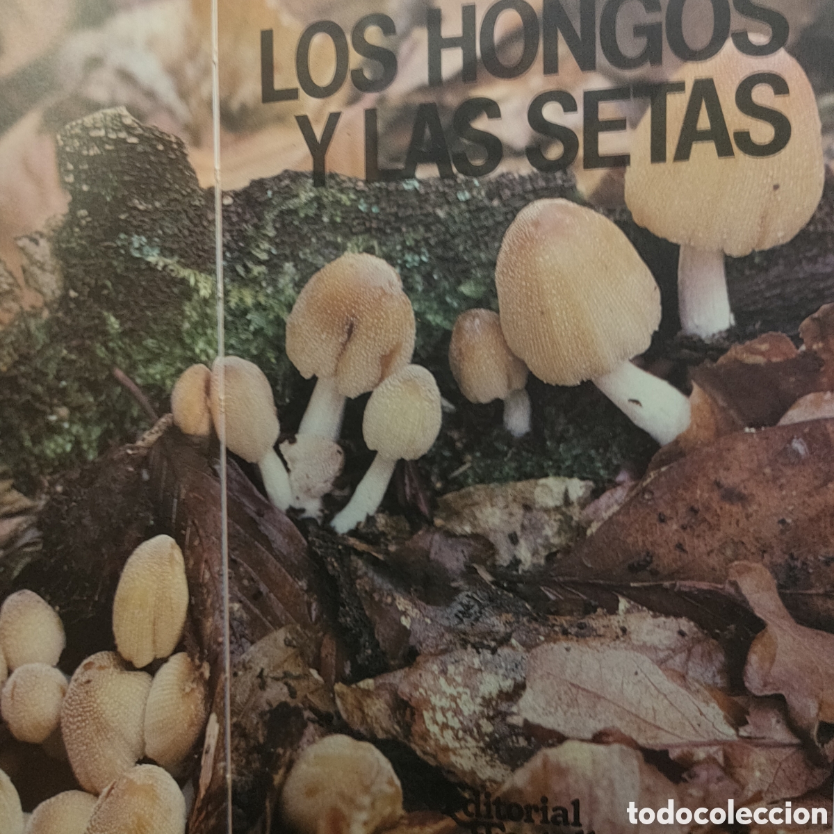 Libros de segunda mano: Los hongos y las setas. - Tapa blanda DEREK REID - Foto 2
