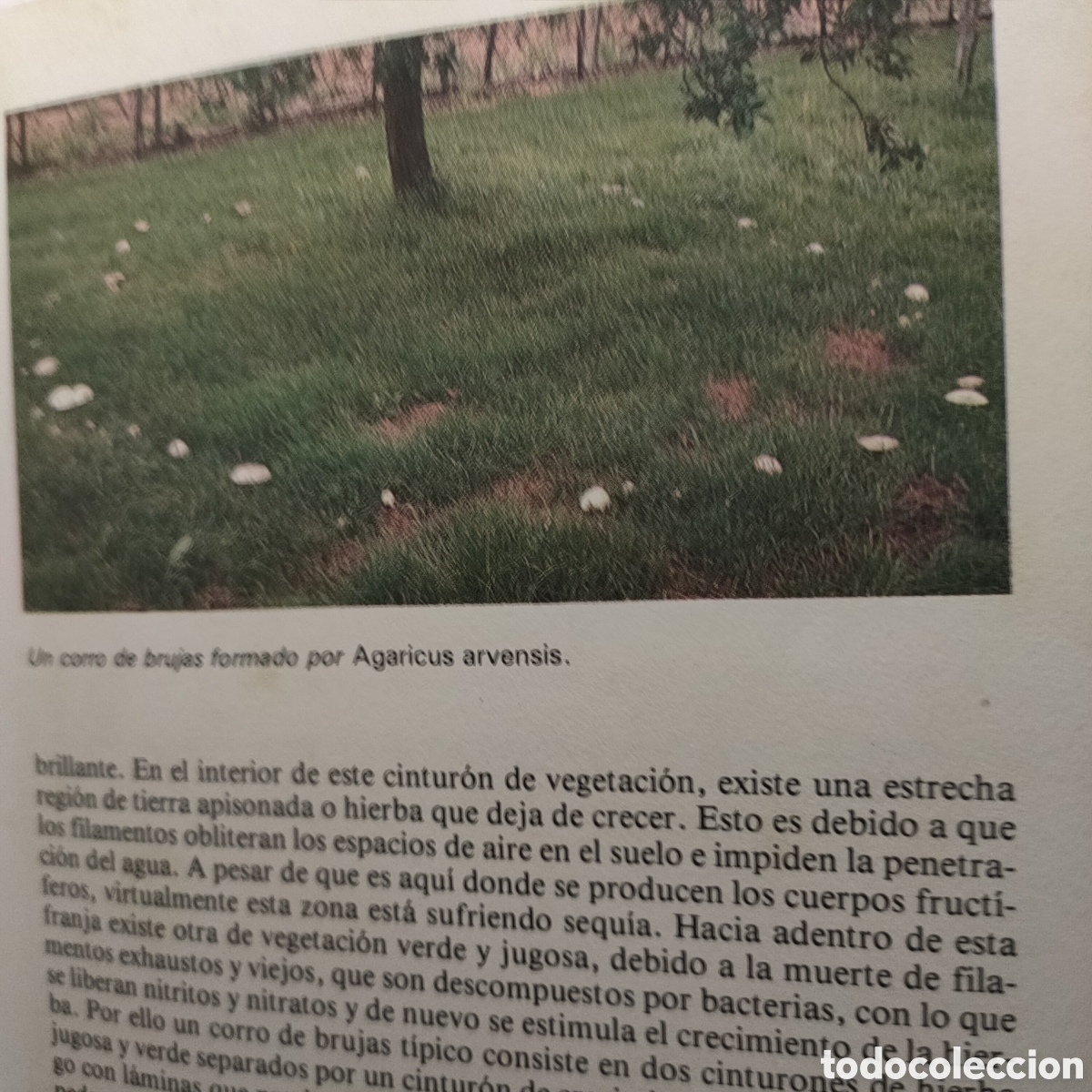 Libros de segunda mano: Los hongos y las setas. - Tapa blanda DEREK REID - Foto 4