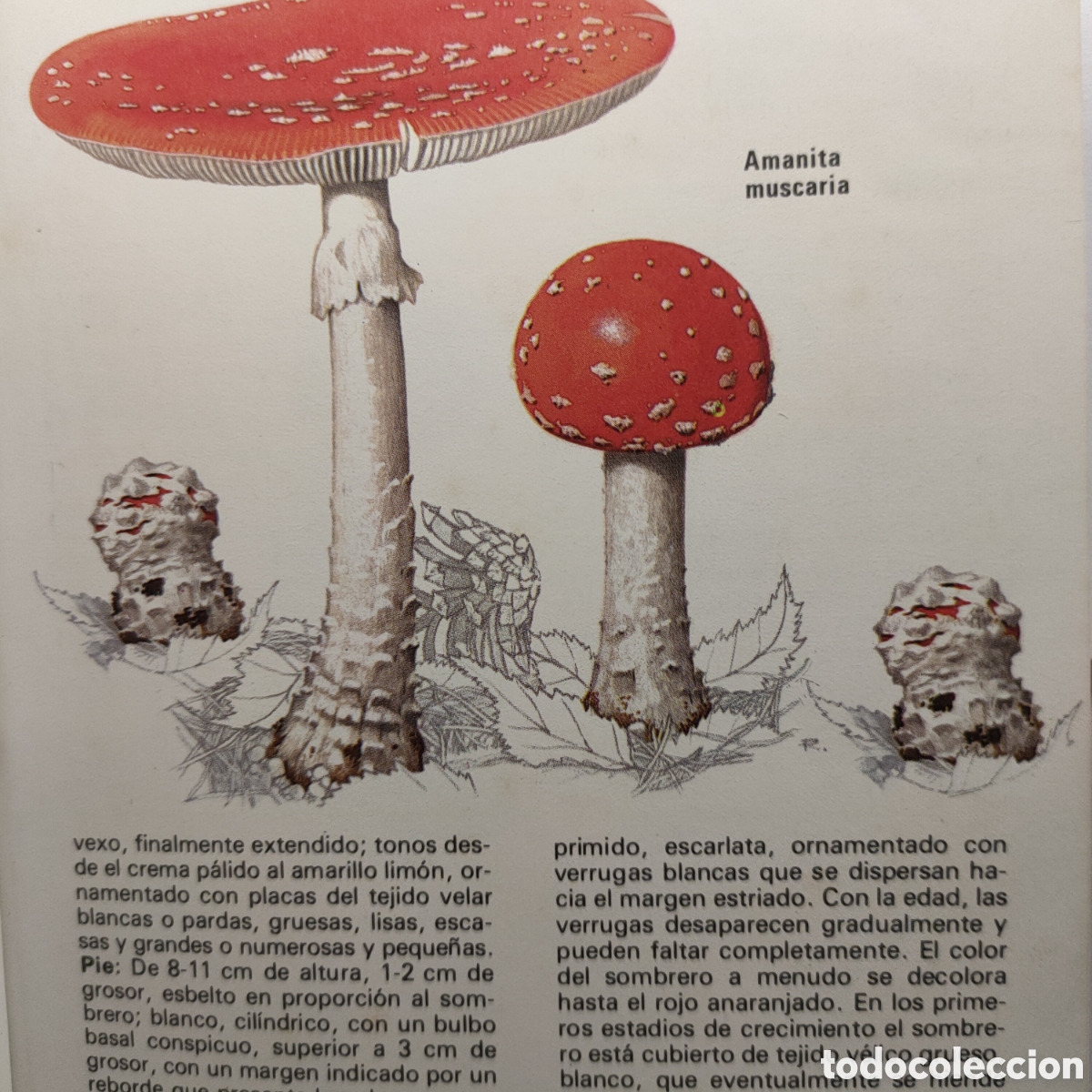 Libros de segunda mano: Los hongos y las setas. - Tapa blanda DEREK REID - Foto 5