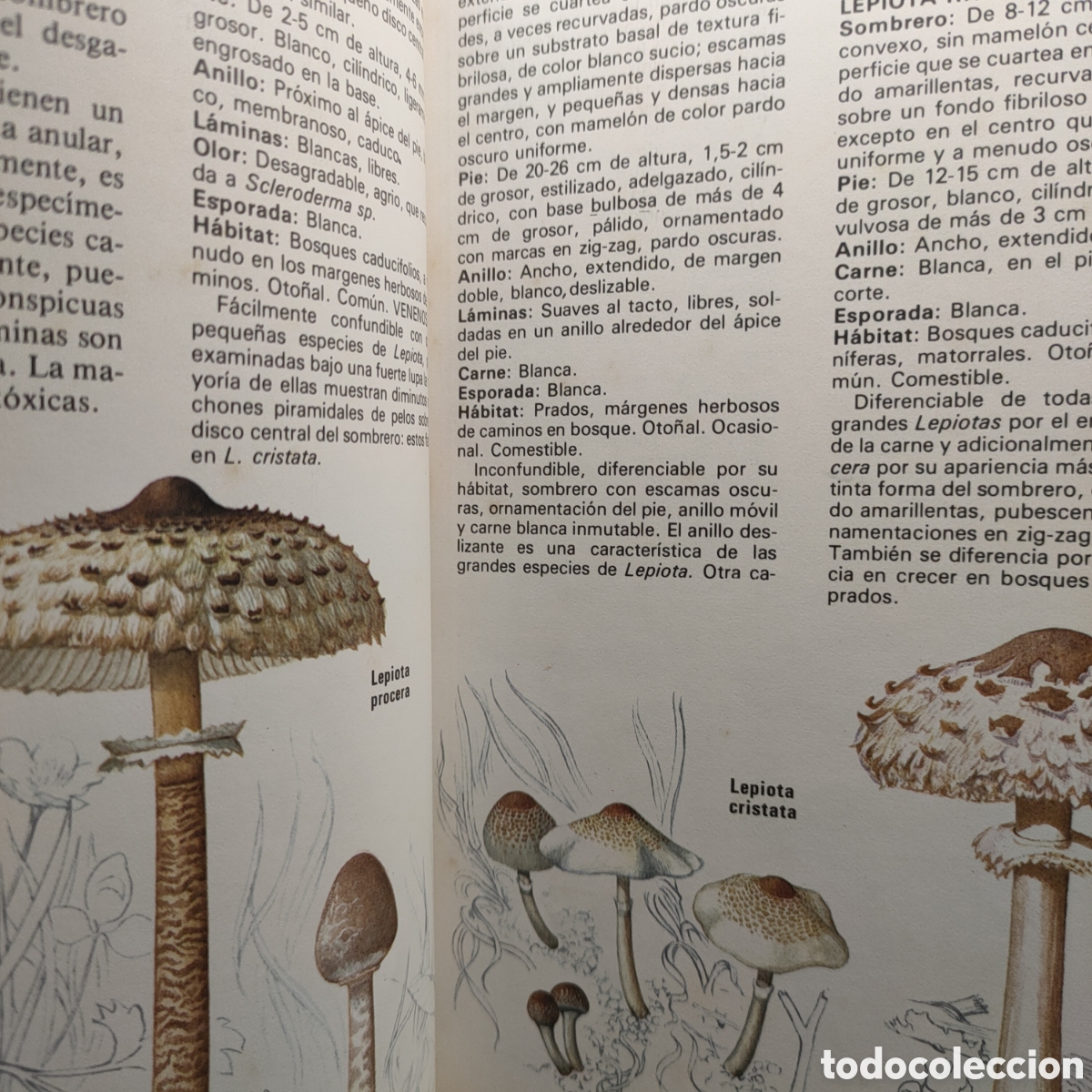 Libros de segunda mano: Los hongos y las setas. - Tapa blanda DEREK REID - Foto 6