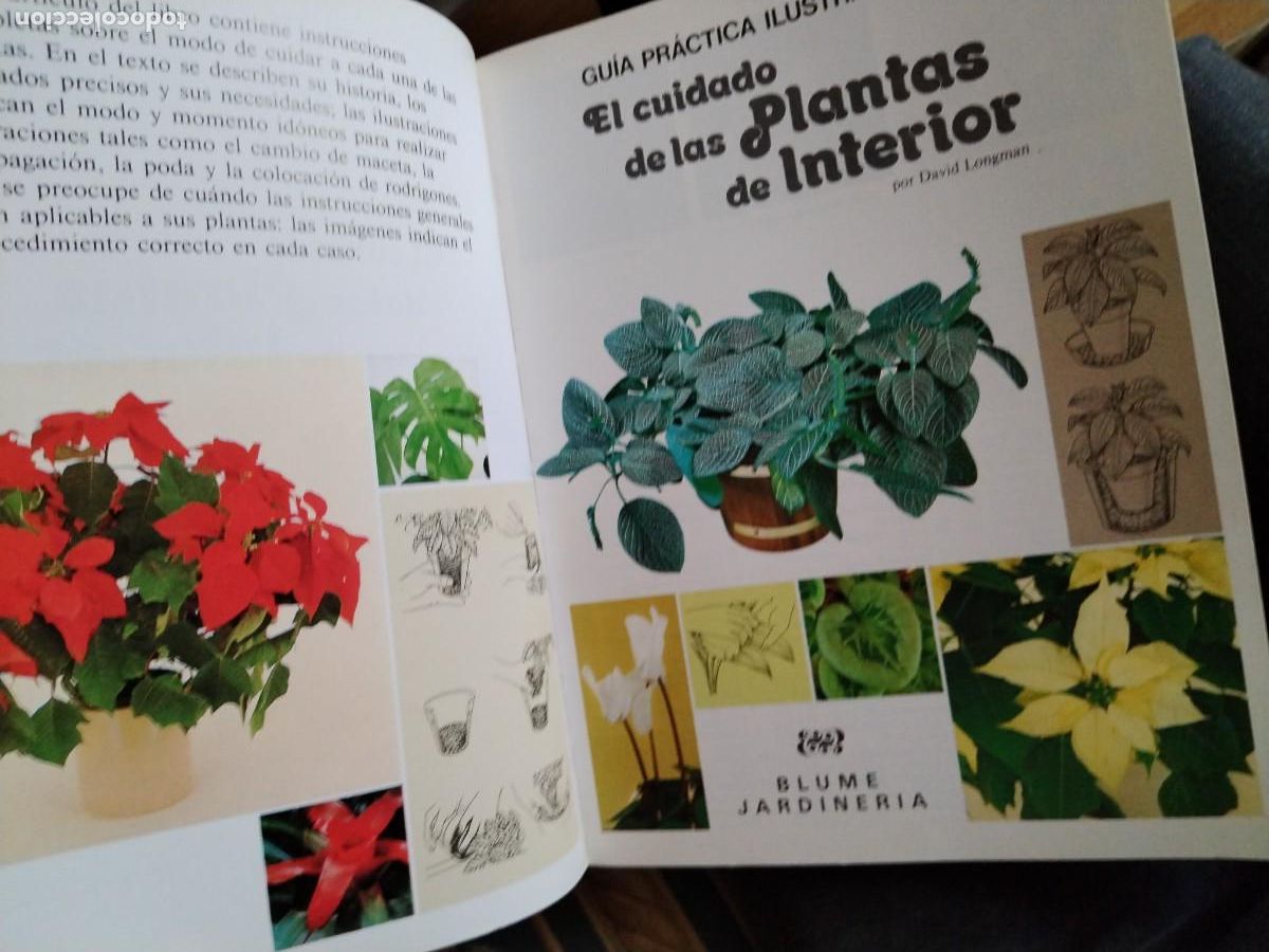 Libros de segunda mano: El cuidado de las plantas de interior -gu&iacute;a pr&aacute;ctica ilustrada - Foto 2