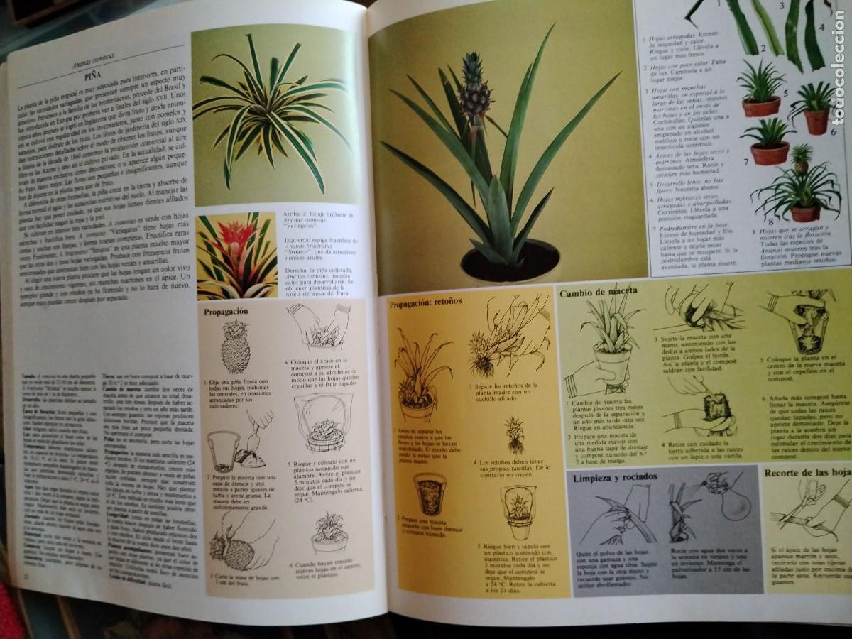 Libros de segunda mano: El cuidado de las plantas de interior -gu&iacute;a pr&aacute;ctica ilustrada - Foto 4