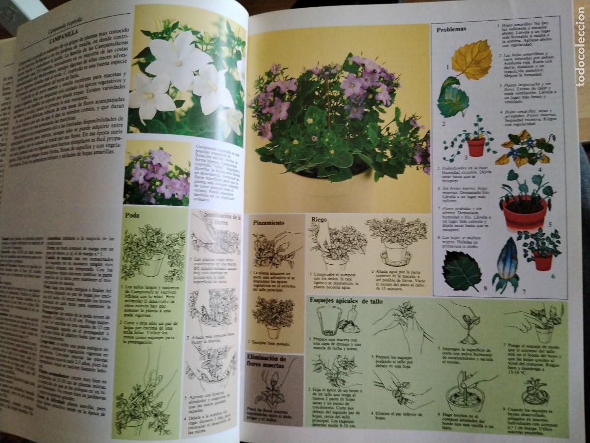 Libros de segunda mano: El cuidado de las plantas de interior -gu&iacute;a pr&aacute;ctica ilustrada - Foto 5