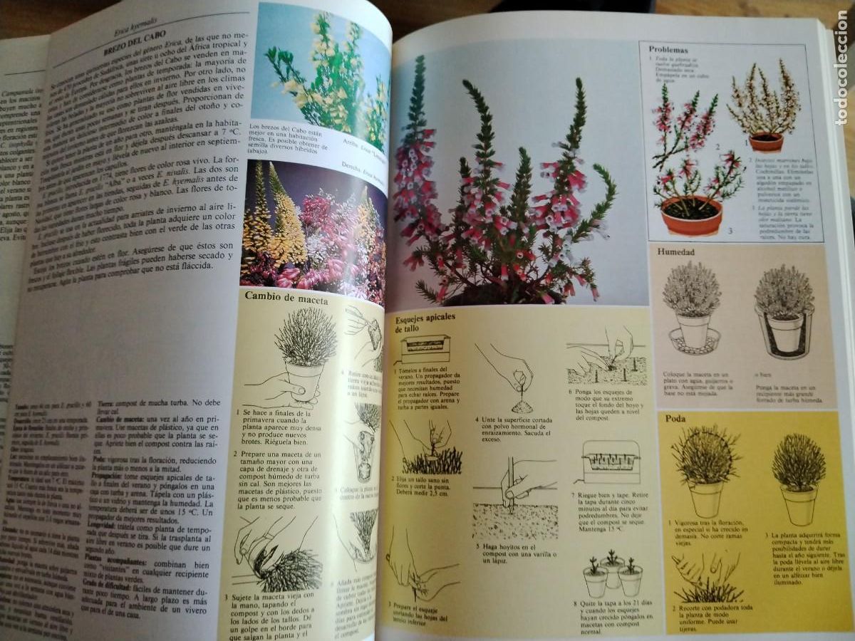 Libros de segunda mano: El cuidado de las plantas de interior -gu&iacute;a pr&aacute;ctica ilustrada - Foto 6