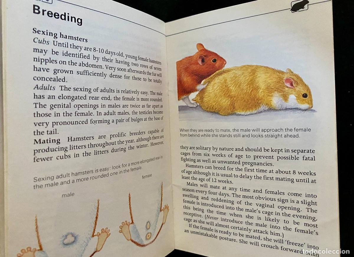 Libros de segunda mano: HAMSTERS - HAMLYN PET GUIDES - THE HAMLYN PUBLISHING GROUP - JOYCE LAWRENCE - Foto 4