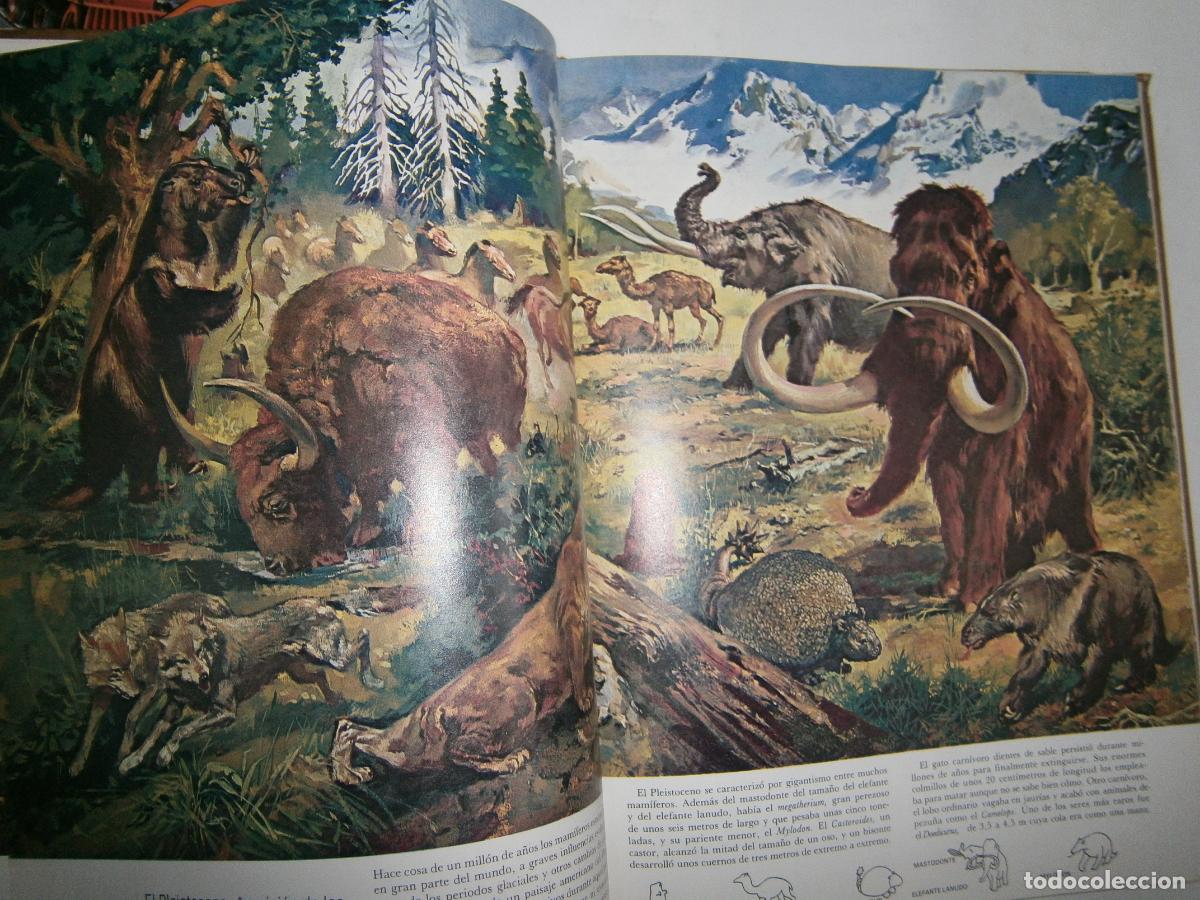 Libros de segunda mano: ANTIGUO LIBRO - LOS MAMIFEROS - TIME - Foto 2