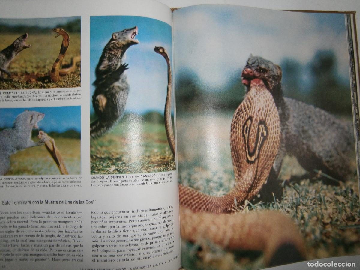 Libros de segunda mano: ANTIGUO LIBRO - LOS MAMIFEROS - TIME - Foto 3
