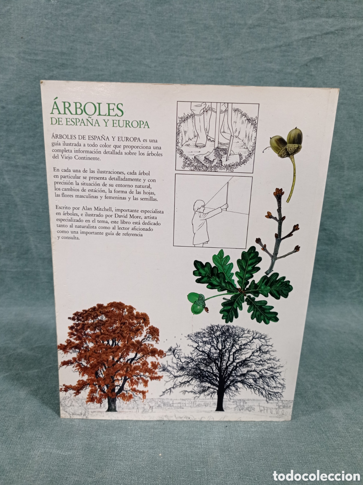 Libros de segunda mano: &Aacute;RBOLES DE ESPA&Ntilde;A Y DE EUROPA - ALAN MITCHELL - ED. BLUME - Foto 3