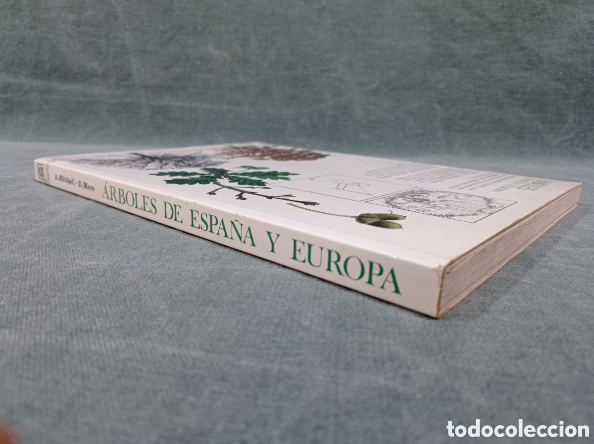 Libros de segunda mano: &Aacute;RBOLES DE ESPA&Ntilde;A Y DE EUROPA - ALAN MITCHELL - ED. BLUME - Foto 4