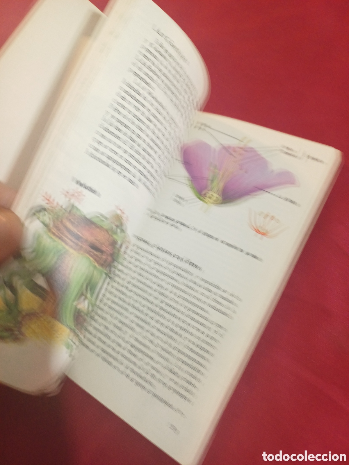 Libros de segunda mano: EL LIBRO DE LAS PLANTAS, 1971 - Foto 6