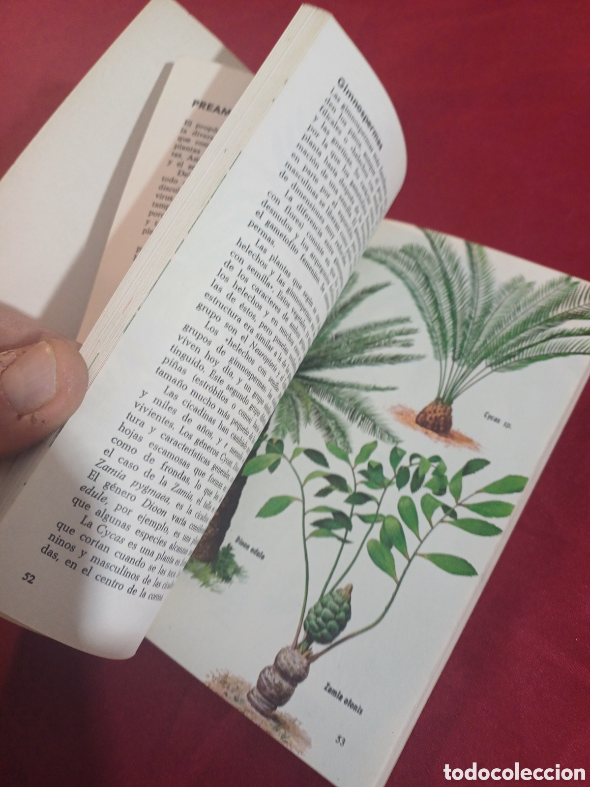 Libros de segunda mano: EL LIBRO DE LAS PLANTAS, 1971 - Foto 7