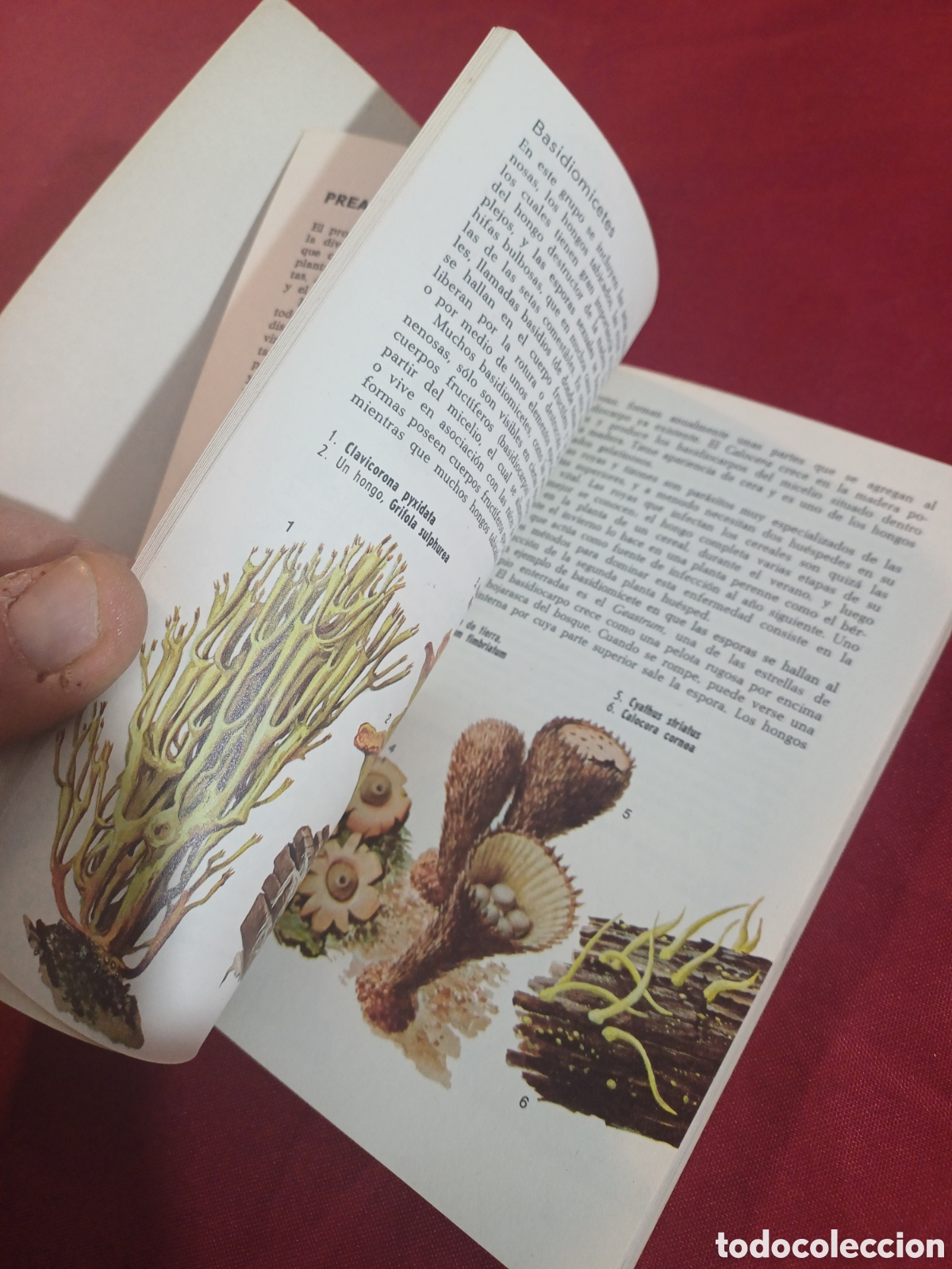 Libros de segunda mano: EL LIBRO DE LAS PLANTAS, 1971 - Foto 8