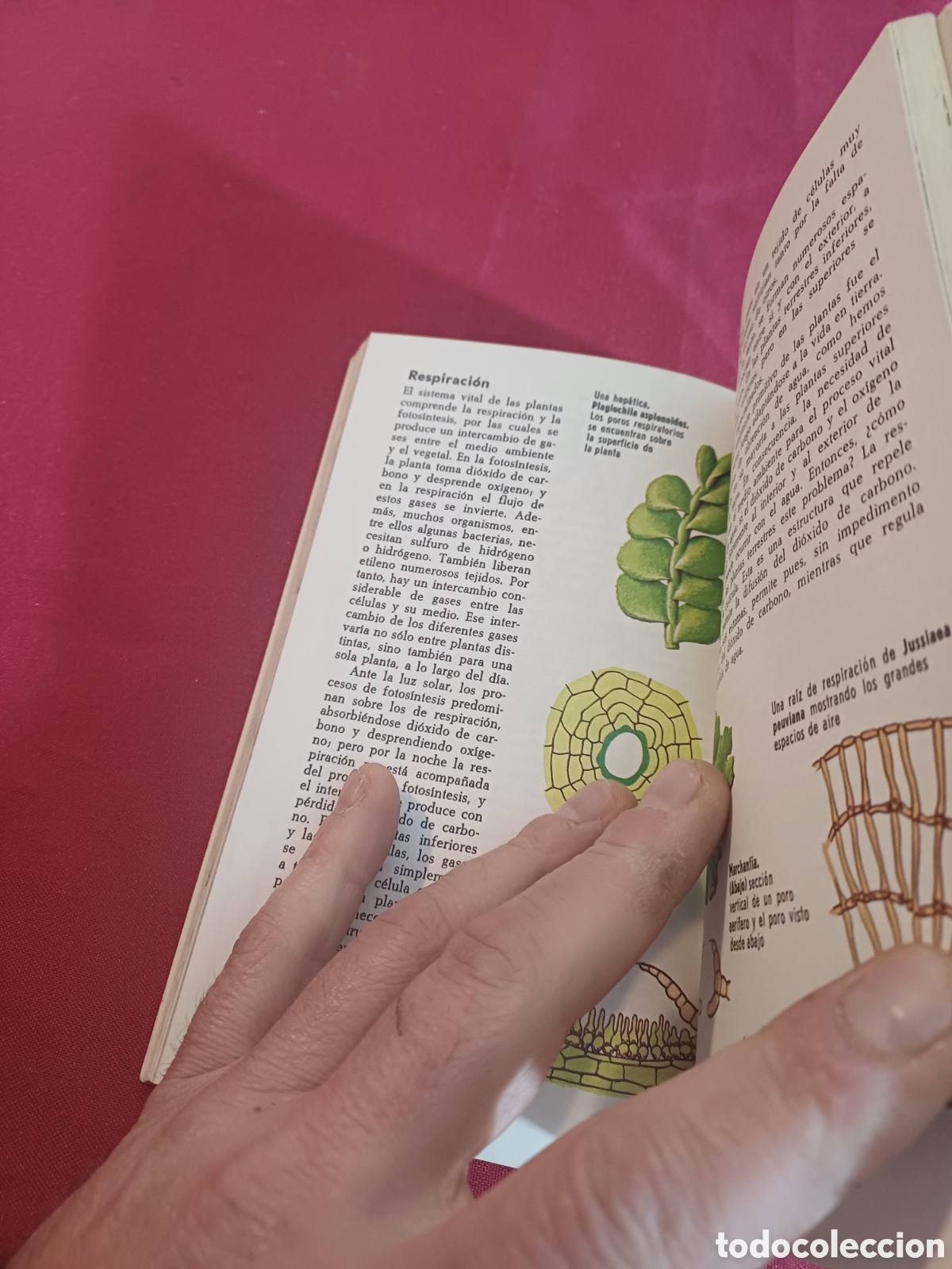 Libros de segunda mano: EL LIBRO DE LAS PLANTAS, 1971 - Foto 9