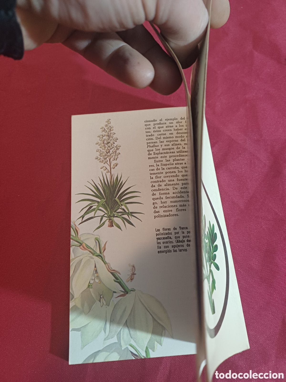Libros de segunda mano: EL LIBRO DE LAS PLANTAS, 1971 - Foto 12