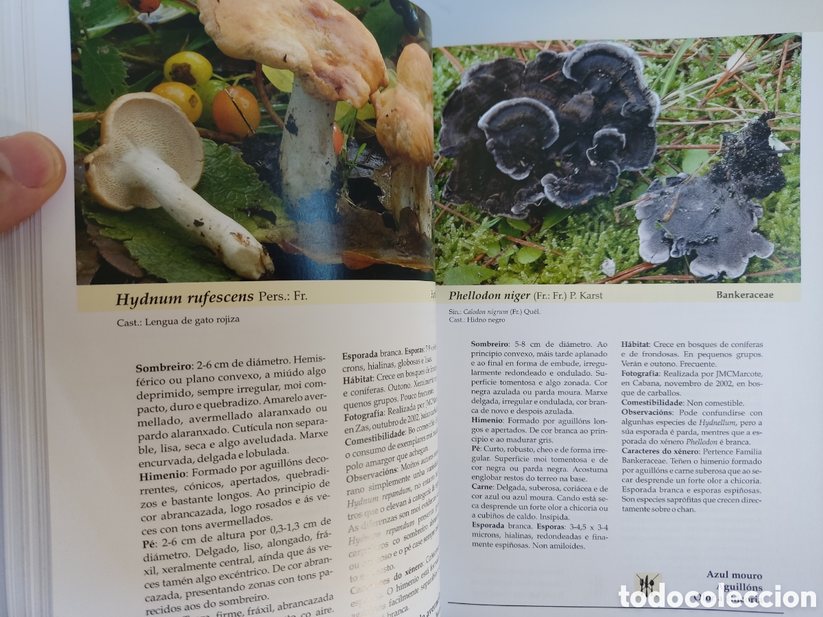 Libros de segunda mano: (GALEGO) Cogomelos de Galicia/ Marcote, Pose y Traba/ Xunta, 2009 - Foto 10