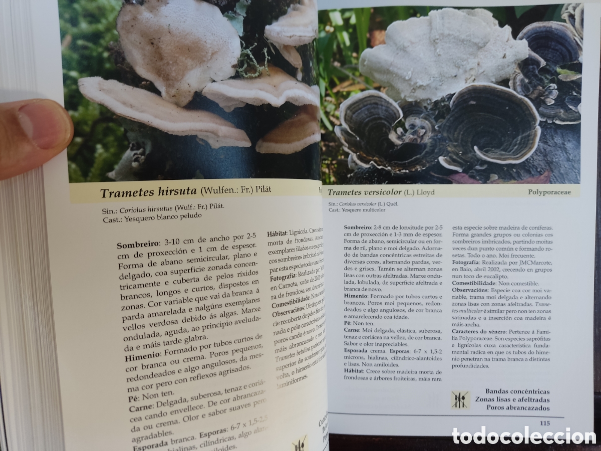 Libros de segunda mano: (GALEGO) Cogomelos de Galicia/ Marcote, Pose y Traba/ Xunta, 2009 - Foto 11