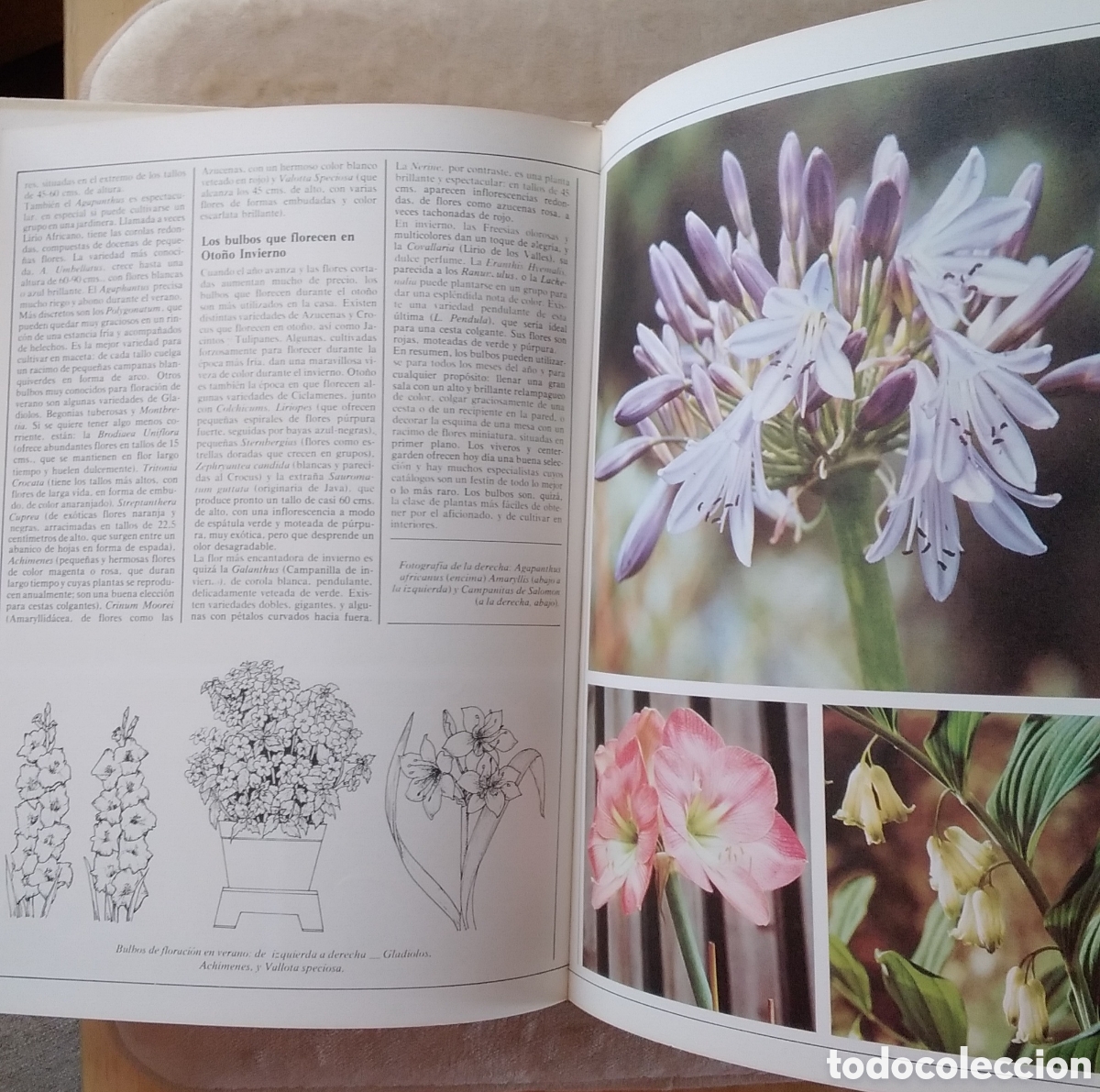 Libros de segunda mano: Libro FLORES Y PLANTAS PARA EL HOGAR. 1976 - Foto 3