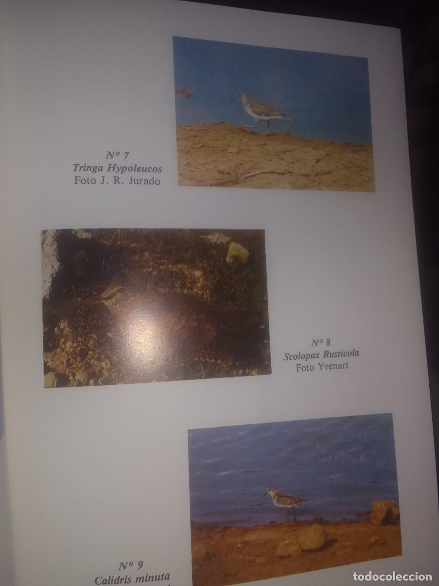 Libros de segunda mano: Avifauna deivissa en catalan - Foto 3