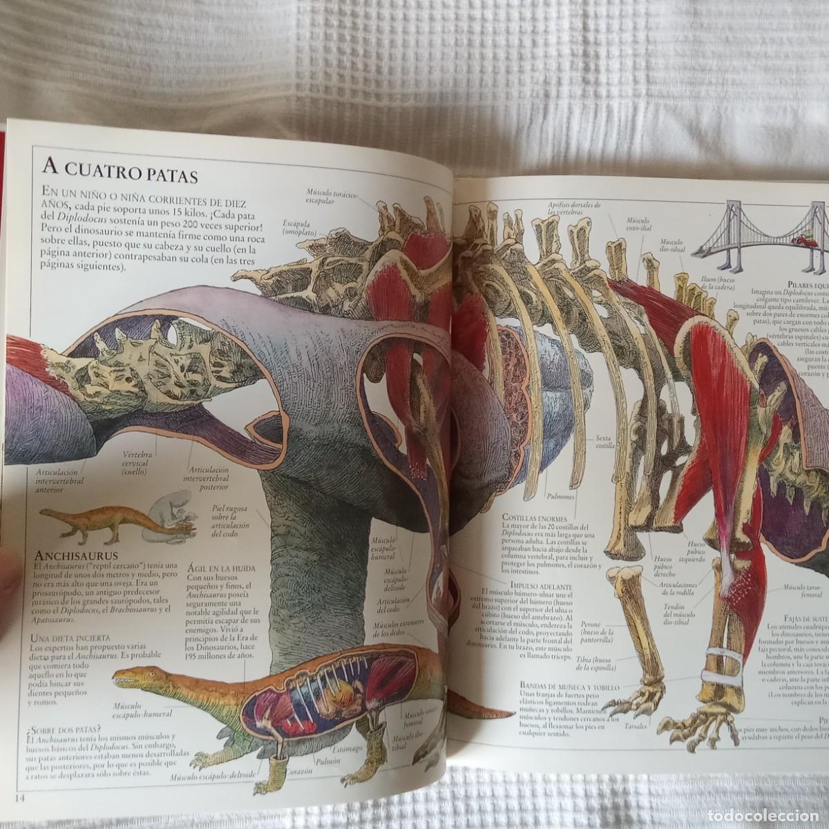 Libros de segunda mano: EL INTERIOR DE LOS DINOSAURIOS Y OTROS ANIMALES PREHISTORICOS .TED DEWAN - Foto 6