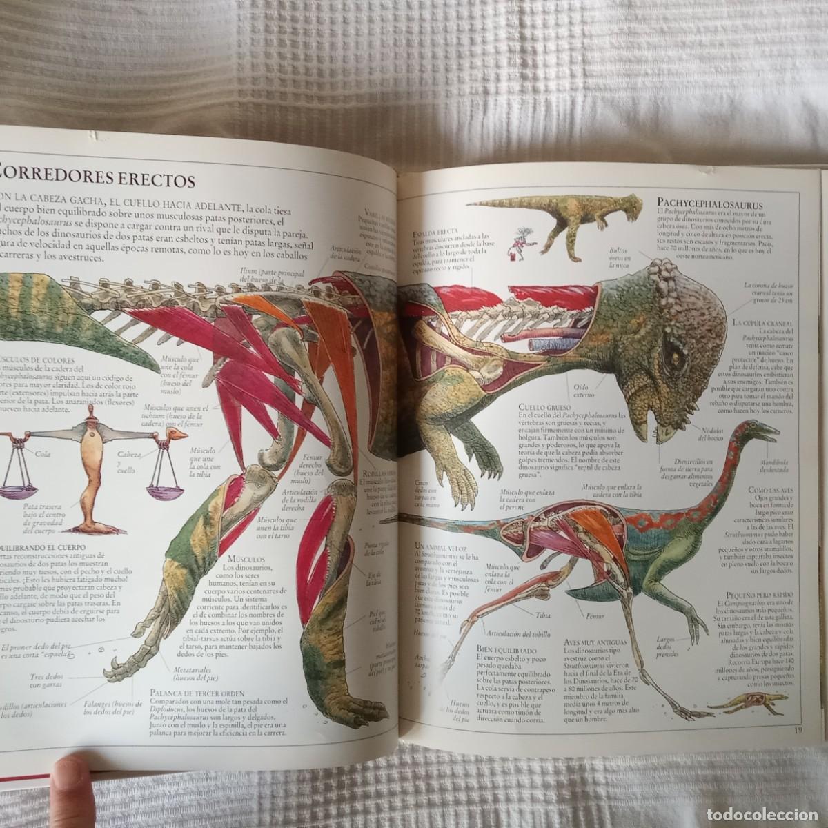 Libros de segunda mano: EL INTERIOR DE LOS DINOSAURIOS Y OTROS ANIMALES PREHISTORICOS .TED DEWAN - Foto 7