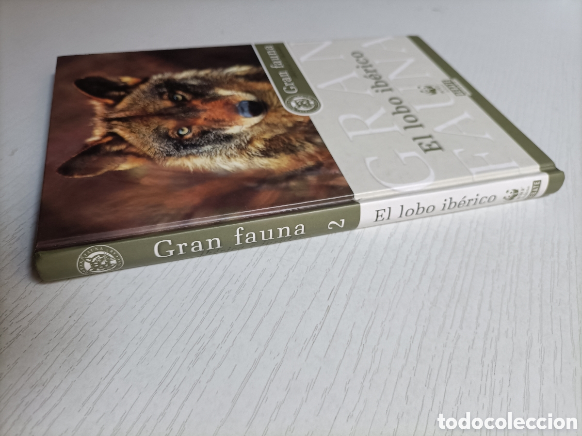 Libros de segunda mano: El lobo Ib&eacute;rico Gran fauna. Ib&eacute;rica e insular - Foto 4